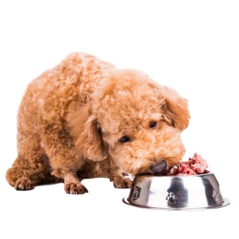 best dog food for weight loss