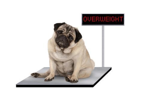 Overweight Dog Diet