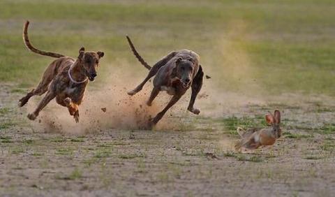 Dogs Hunting Prey