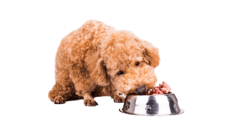 Dog Eating Raw Food For The First Time