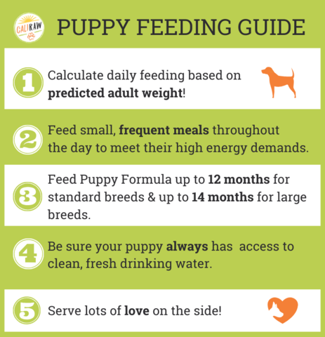 puppy raw feeding tips