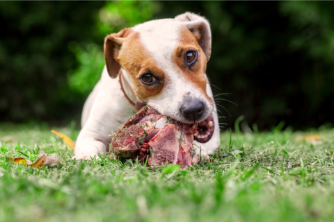 dog chewing on raw bones