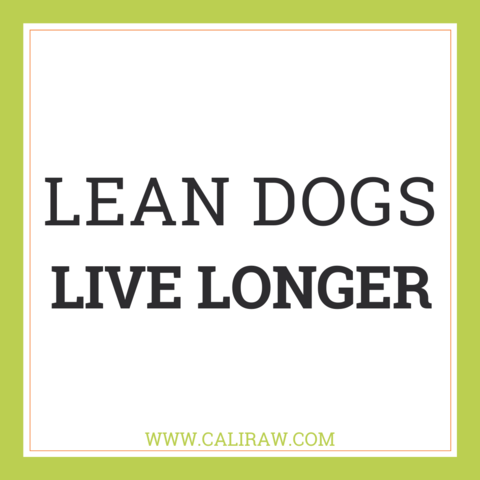 weight loss for dogs