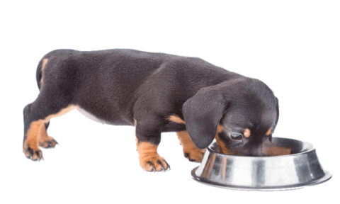 puppy eating raw dog food